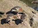 Plumed Whistling Duck (WWT Slimbridge April 2013) - pic by Nigel Key